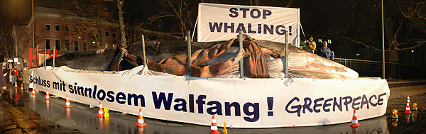 Panorama: Greenpeace-Protestaktion: der Kadaver eines vor wenigen Tagen in der Ostsee verendeten Finnwals liegt aus Protest gegen die japanische Walfangpolitik vor der japanischen Botschaft in Berlin.